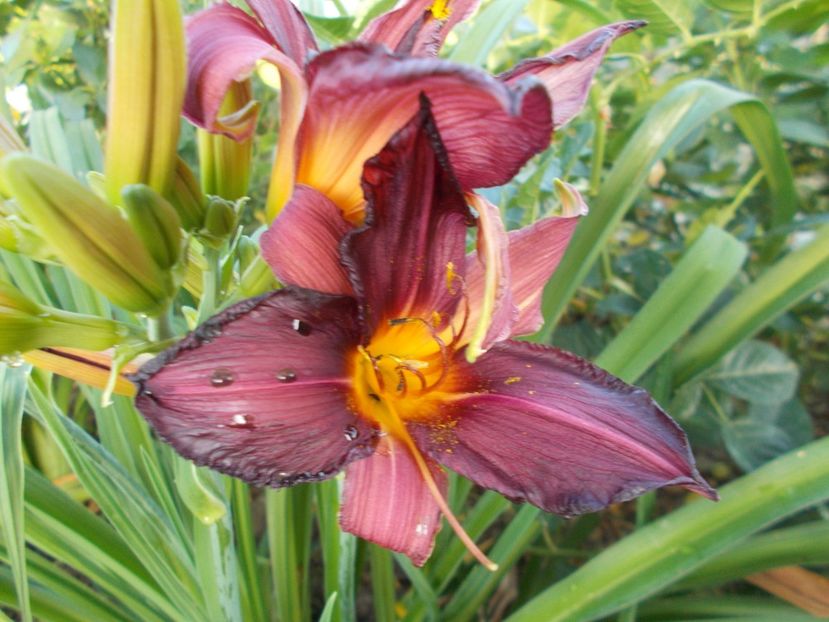  - Hemerocallis 2017