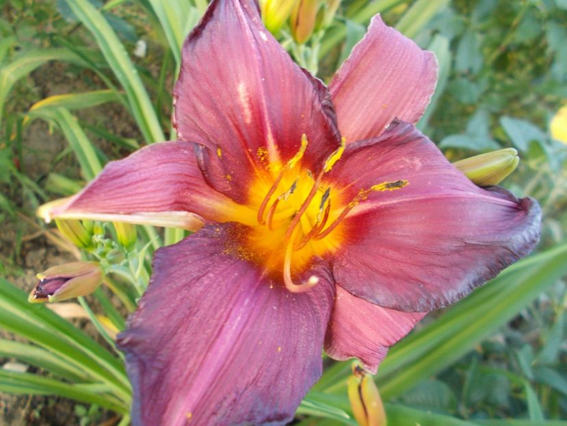  - Hemerocallis 2017