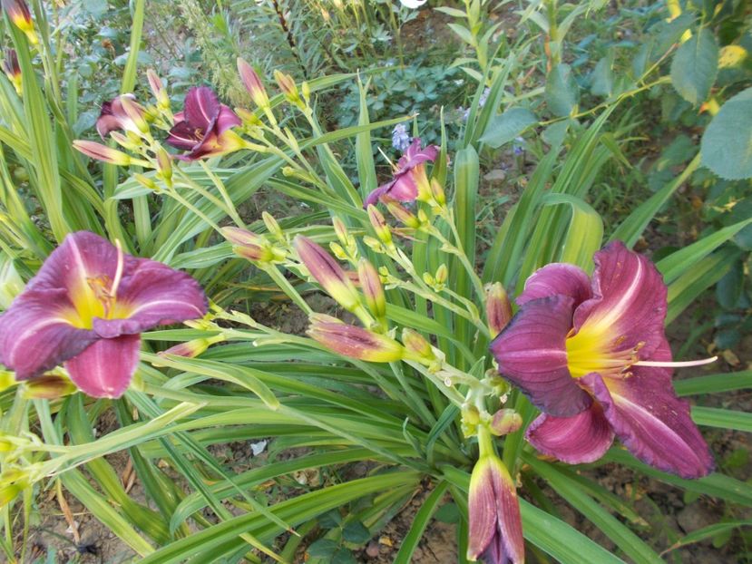  - Hemerocallis 2017