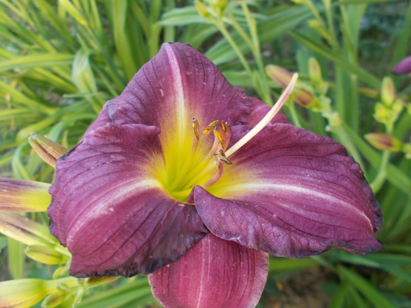  - Hemerocallis 2017