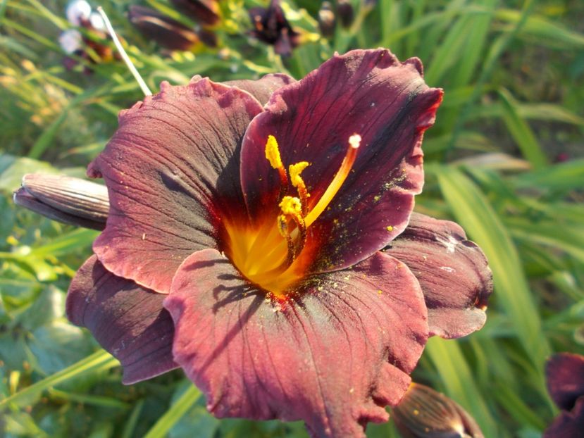  - Hemerocallis 2017