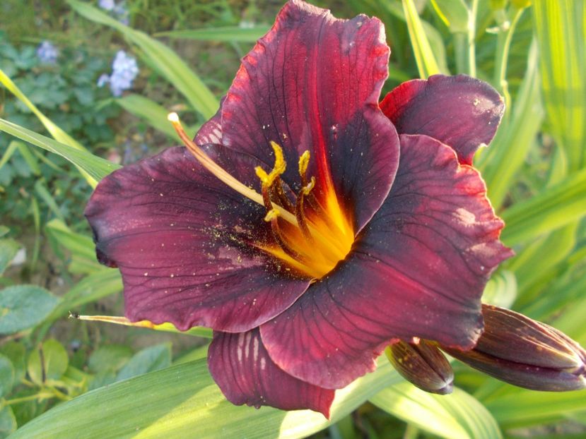  - Hemerocallis 2017