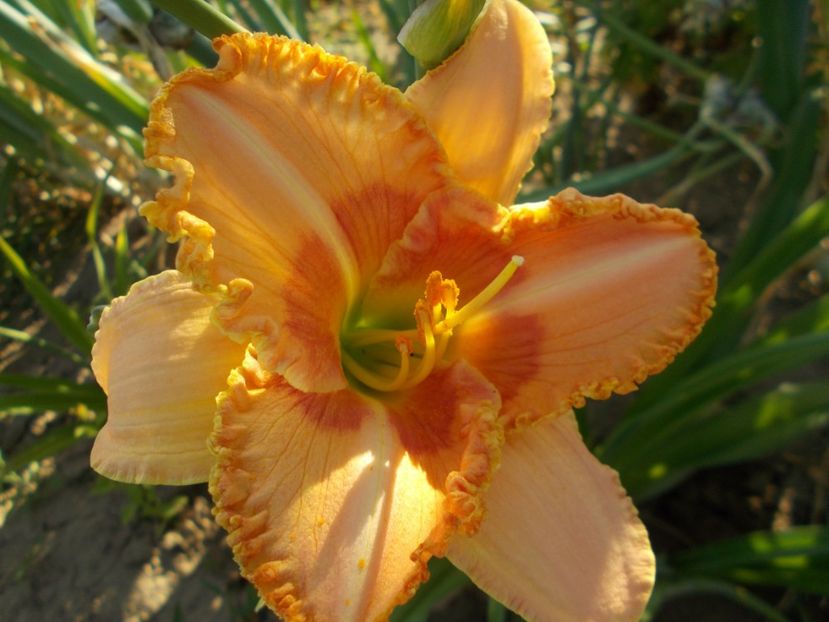 - Hemerocallis 2017
