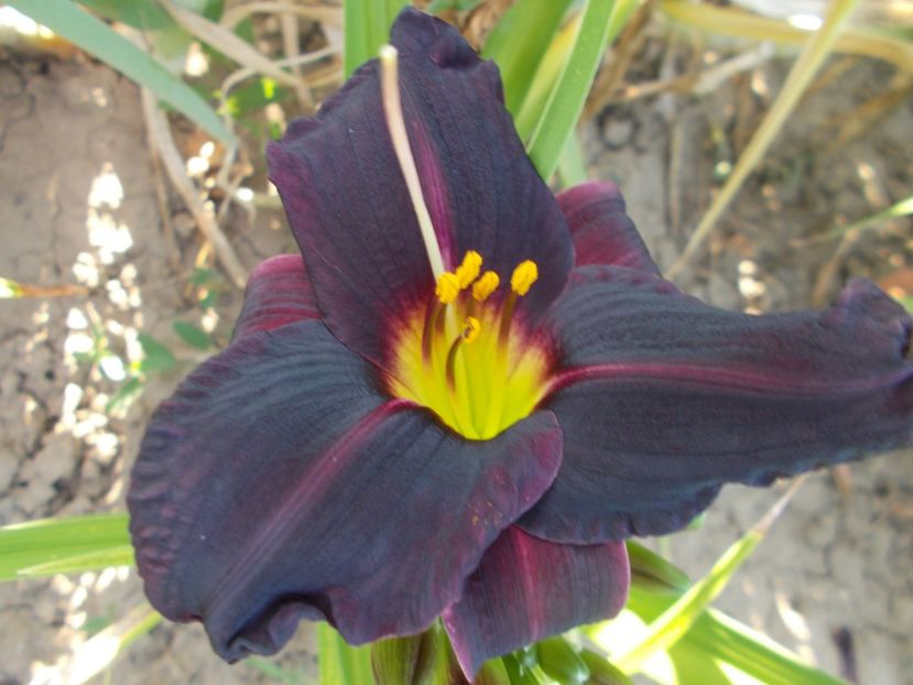  - Hemerocallis 2017