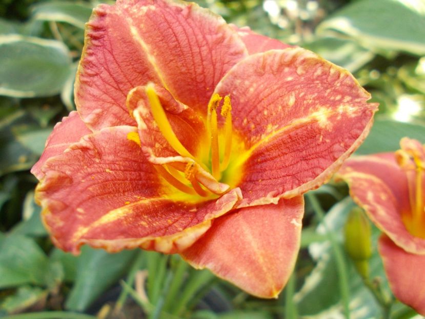  - Hemerocallis 2017
