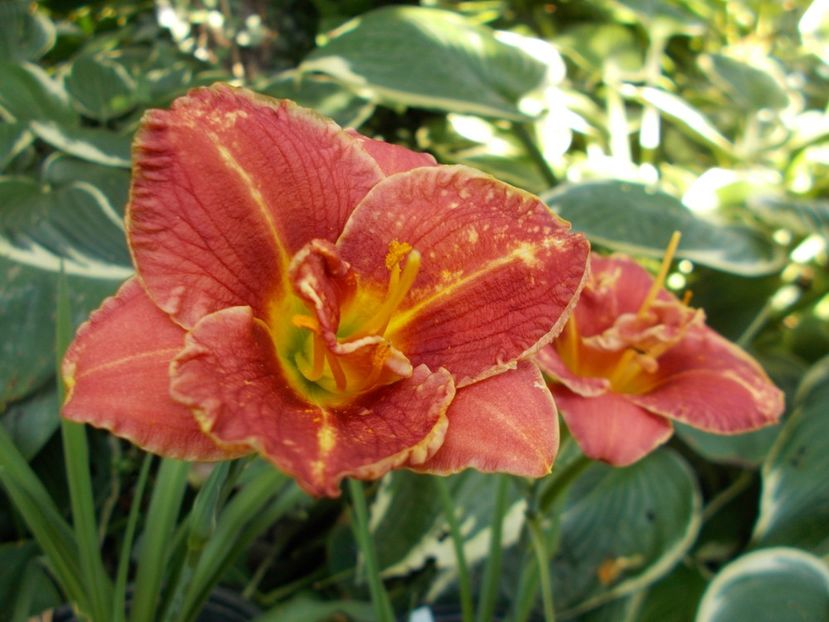  - Hemerocallis 2017
