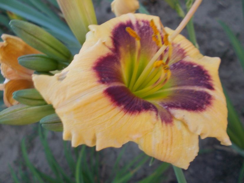  - Hemerocallis 2017