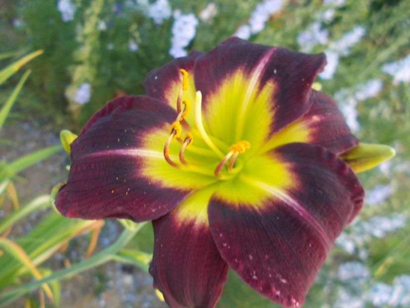  - Hemerocallis 2017