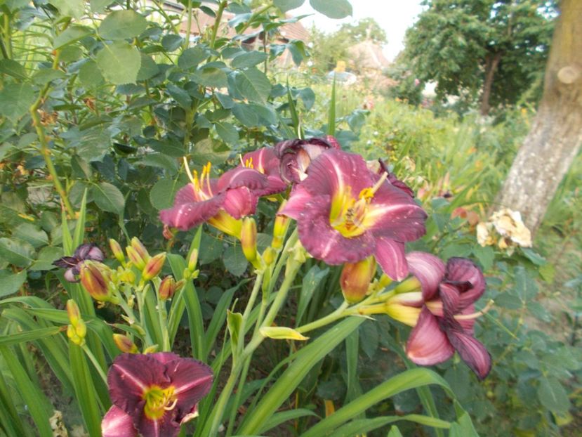  - Hemerocallis 2017