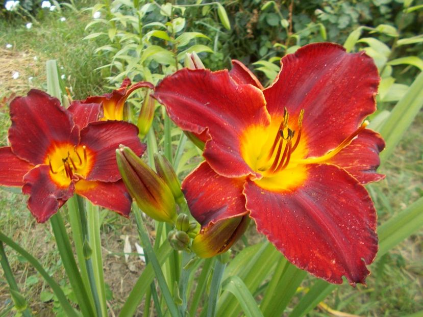  - Hemerocallis 2017
