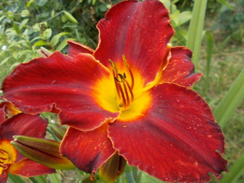  - Hemerocallis 2017