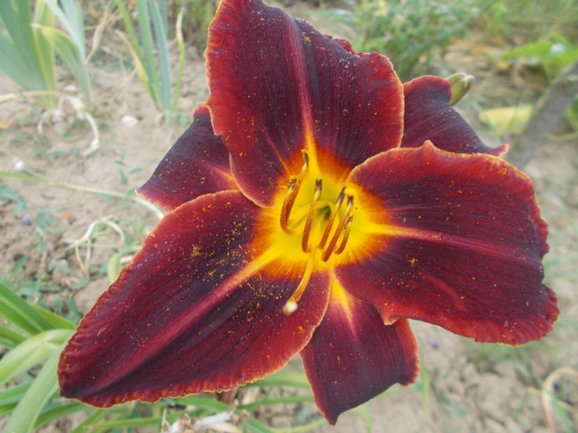  - Hemerocallis 2017