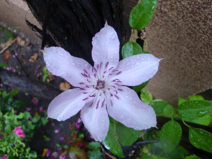  - Clematite