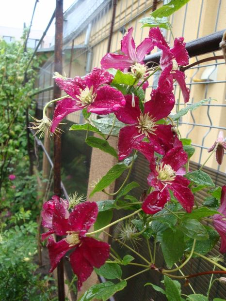  - Clematite