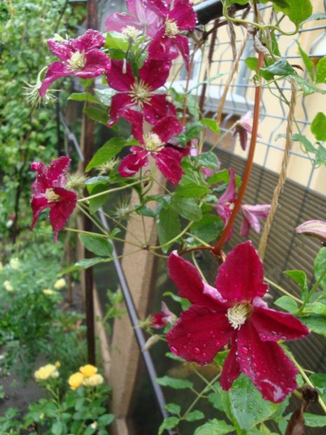  - Clematite