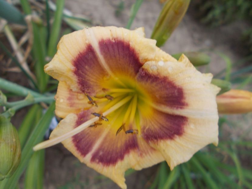  - Hemerocallis 2017