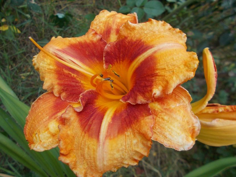  - Hemerocallis 2017