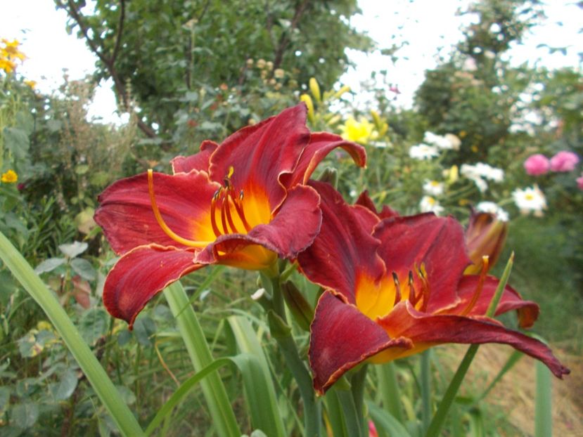  - Hemerocallis 2017