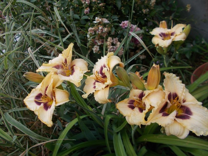  - Hemerocallis 2017