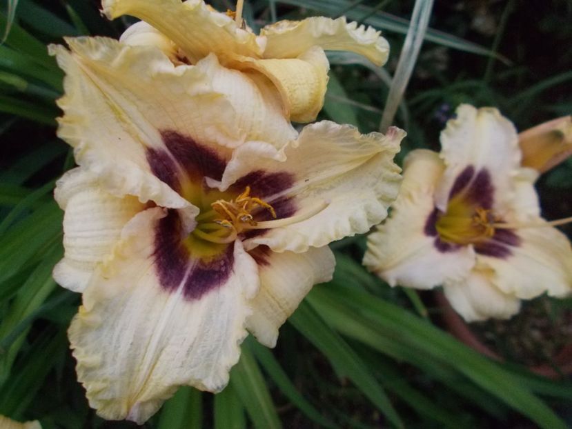  - Hemerocallis 2017