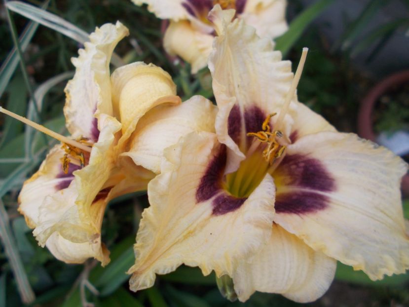  - Hemerocallis 2017
