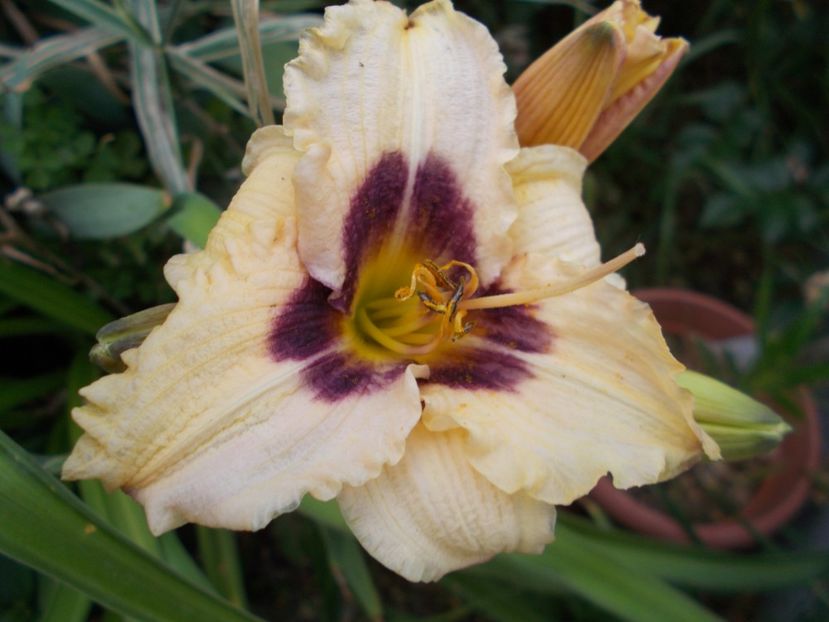  - Hemerocallis 2017