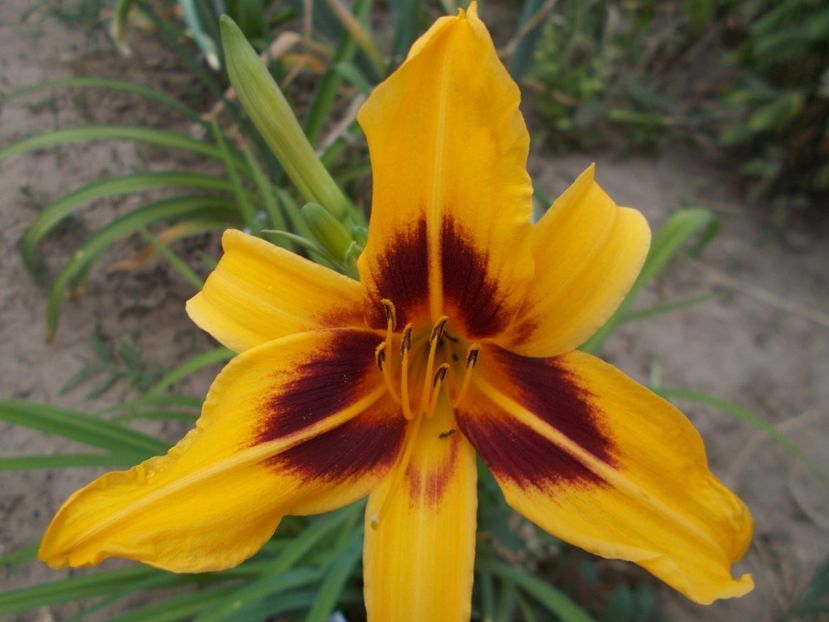  - Hemerocallis 2017