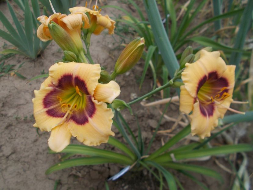  - Hemerocallis 2017