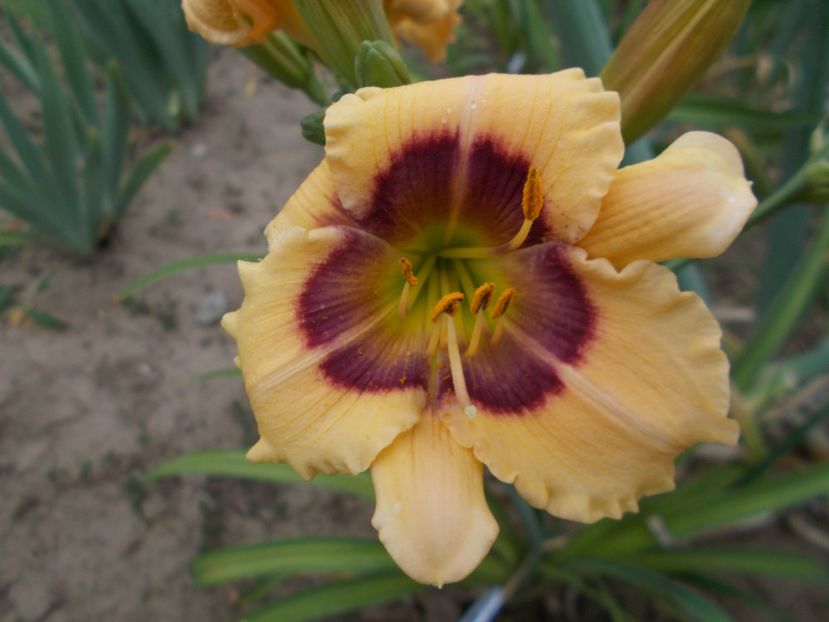  - Hemerocallis 2017
