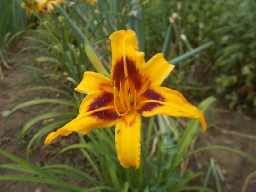  - Hemerocallis 2017