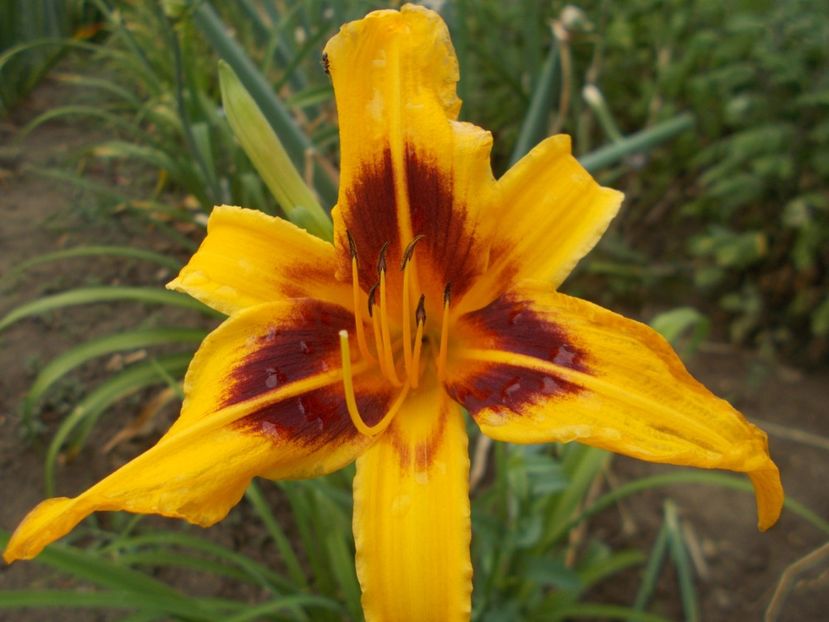  - Hemerocallis 2017