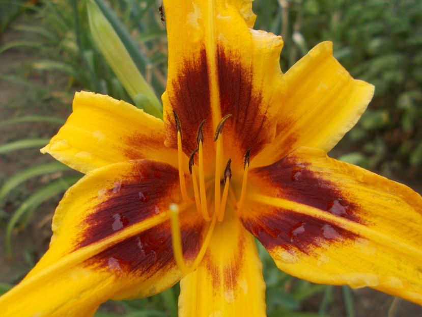  - Hemerocallis 2017
