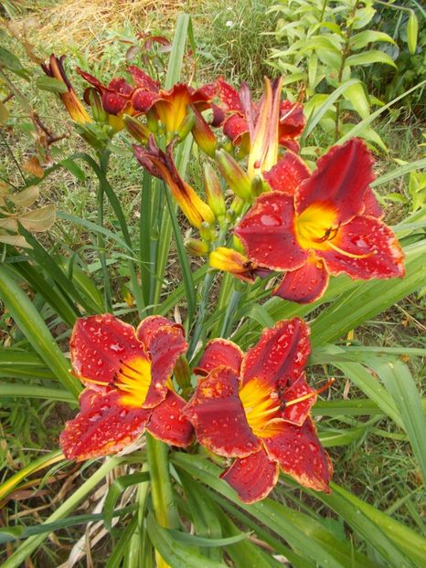  - Hemerocallis 2017