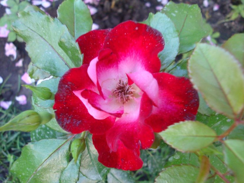  - Patrick Poivre d Arvor