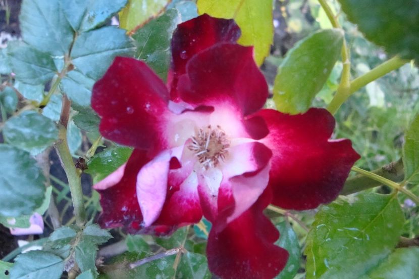  - Patrick Poivre d Arvor