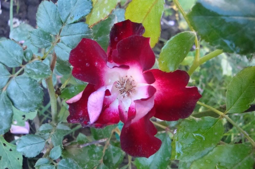  - Patrick Poivre d Arvor