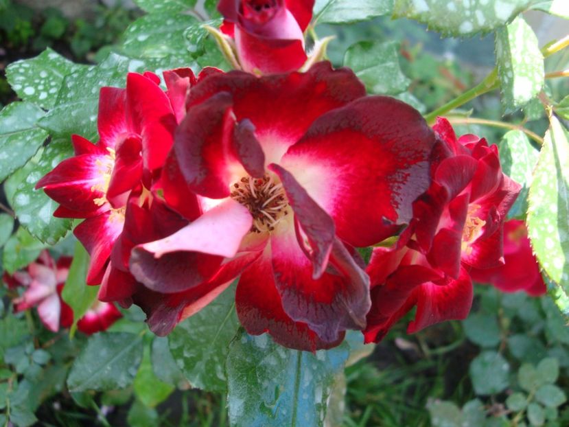  - Patrick Poivre d Arvor