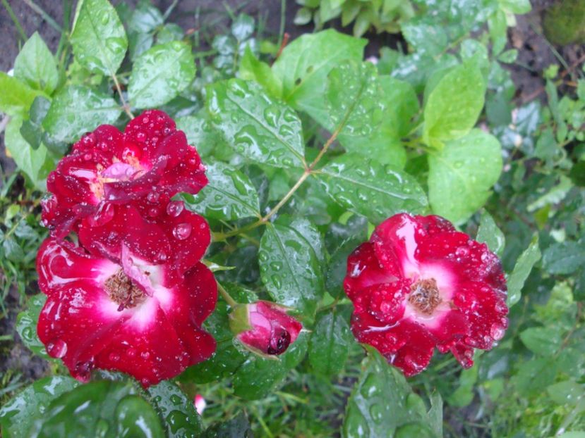  - Patrick Poivre d Arvor