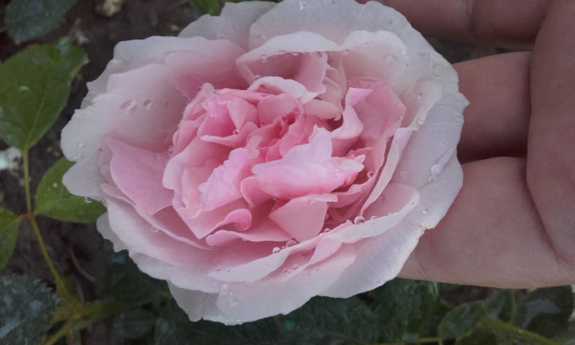  - THE ALNWICK ROSE David Austin 3