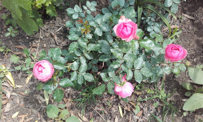  - POMPONELLA Kordes 2