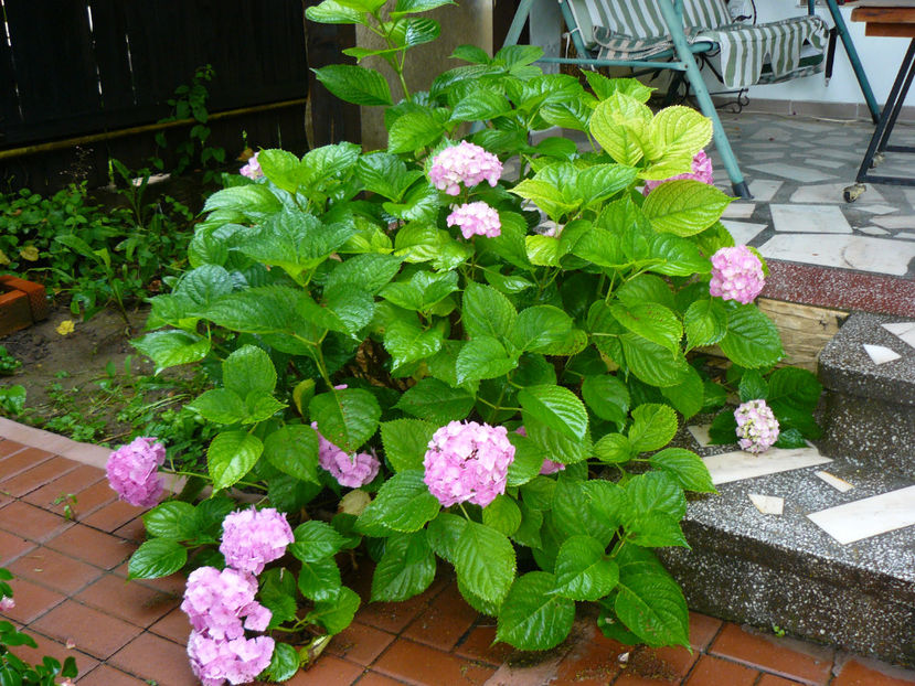 Hortensia - 2017 Gradina Iulie_Lilium