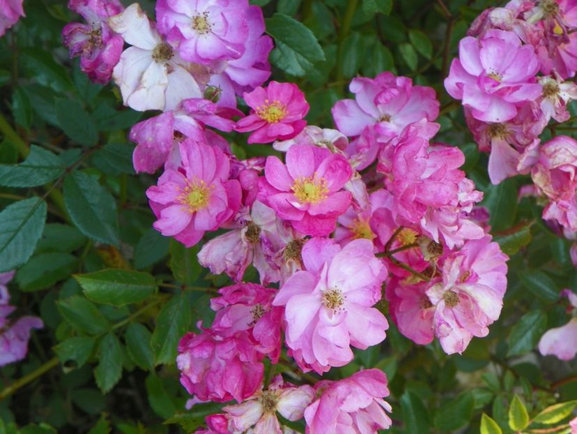 Yesterday - Trandafiri 2017