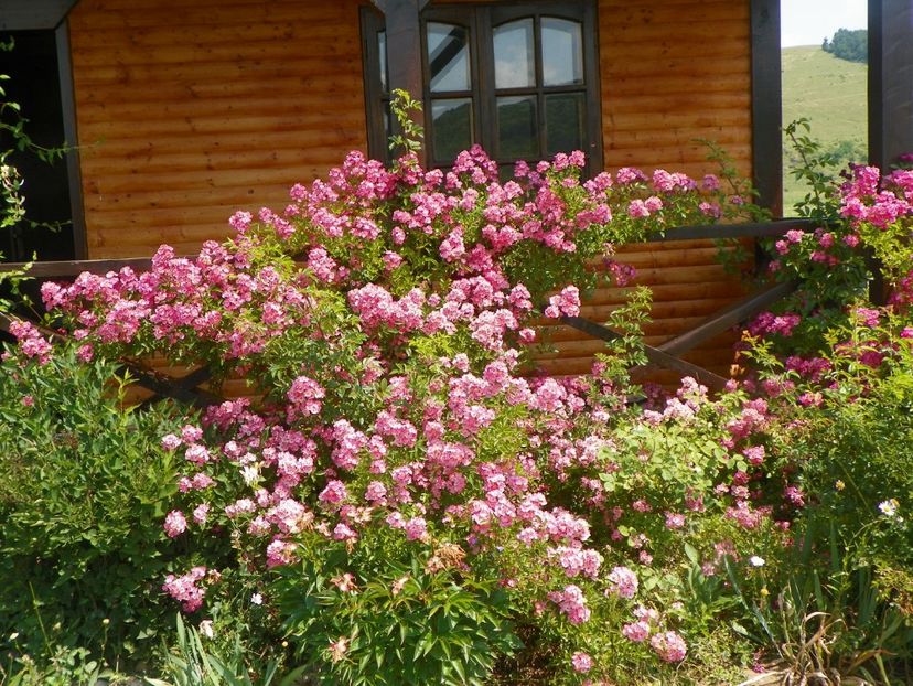 Maria Lisa - Trandafiri 2017