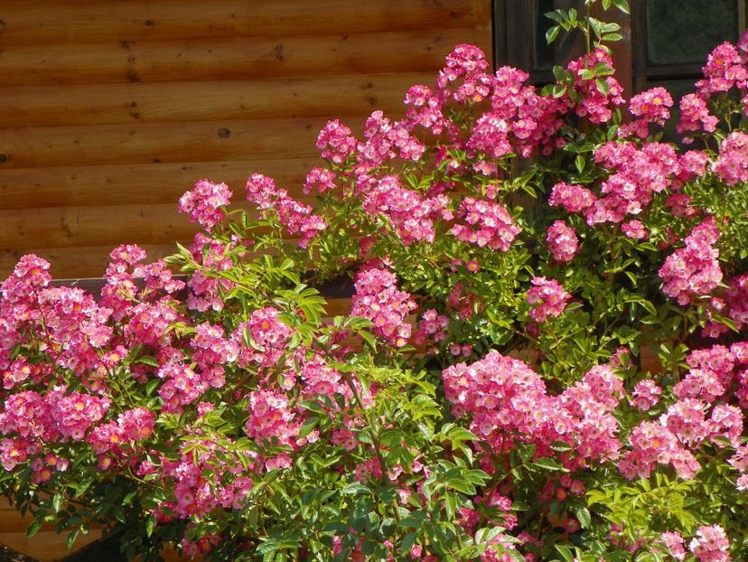 Maria Lisa - Trandafiri 2017