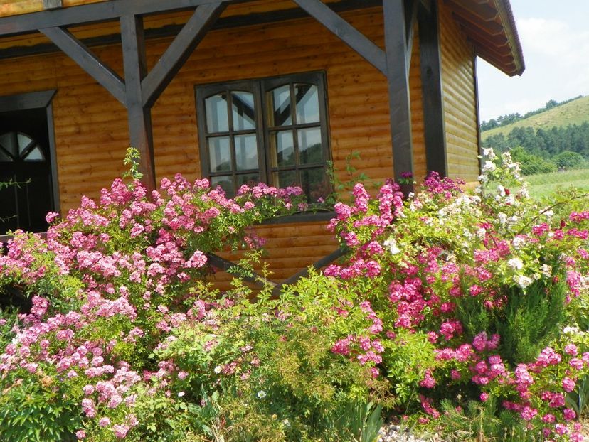 Maria Lisa - Trandafiri 2017