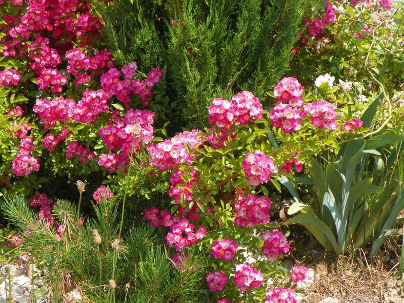 Maria Lisa - Trandafiri 2017