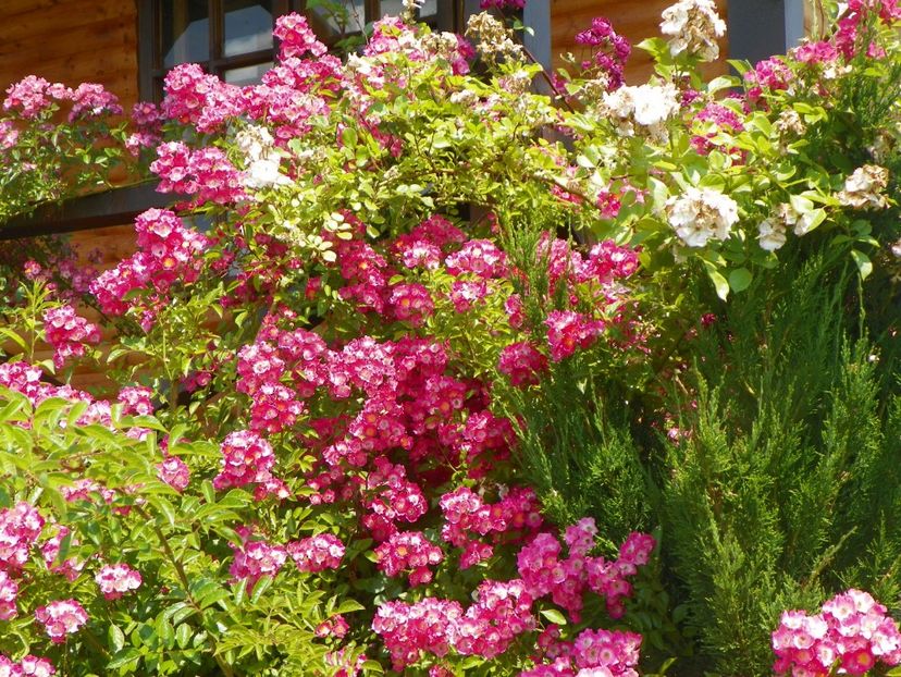 Maria Lisa - Trandafiri 2017