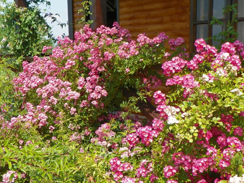 Maria Lisa - Trandafiri 2017