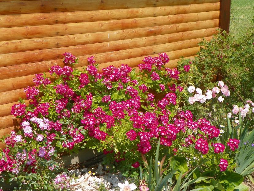 Red Ballerina - Trandafiri 2017