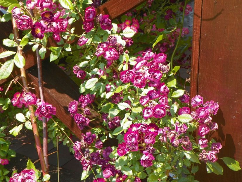 Violette - Trandafiri 2017